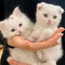 Шотландский белый вислоухий котёнок / Scottish Fold (white), в г.Ереван