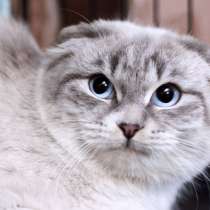 Шотландская вислоухая голубоглазая Лора в дар, в Москве