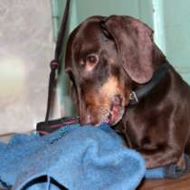 Отдам даром Отдам пёсика в добрые руки, в Новосибирске