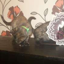 Весёлые и ловкие котятки ищут дом, в г.Донецк