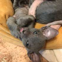 Котята сфинкс, в Искитиме