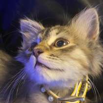 Отдам кошечку в добрые руки!, в Махачкале