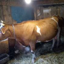 Продам корову, стельная 6 мес, 3 отел, 65000, в Уссурийске