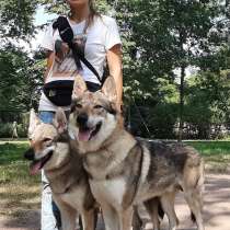 Чехословацкая Волчья Собака, в Санкт-Петербурге