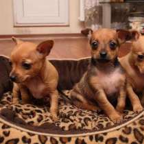 Той терьер Горно Алтае, в Горно-Алтайске