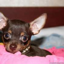 Мини девочка той терьера, в Москве