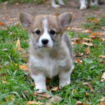 Корги Псков, в Пскове