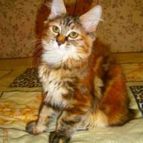 Котенок уникальной породы, в Тюмени