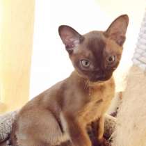 Котенок породы бурманская европейская, цвет соболь, в г.Болонья