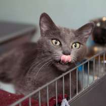 Общительная Эля ищет надежный дом, в Москве