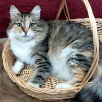 Кошка в добрые руки. Пушистая трехцветная Шаня, в Москве