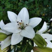 Юлия, 55 лет, хочет пообщаться, в г.Белиз