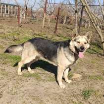 Мега-ласковый пёс Арчи в добрые руки, в Москве