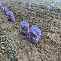 Картофель и лук, в Москве