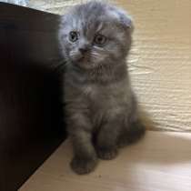 Британский вислоухий котенок, в Гурьевске