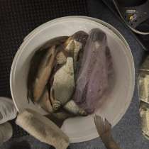 Свежая рыба(мороженная), в Тольятти