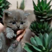 Британские красавчики, в Иванове