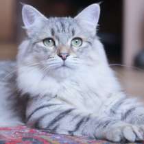 Сибирский котенок из питомника, в Челябинске