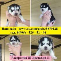 Сказочные щенятки хаски, в Туле