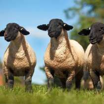 Племенные овцы Блю-де-Мейн (Скот из Европы класса Элита), в г.Ереван
