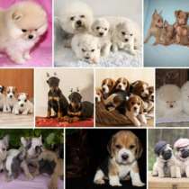 Питомник щенков Оренбурге, в Оренбурге