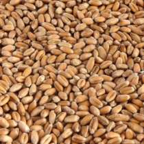 Зерно пшеница, в г.Алатырь