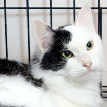 Артемон заставит вас забыть об одиночестве, в Москве