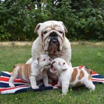 Английский бульдог, в Москве