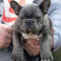 Французский бульдог Череповец, в Череповце