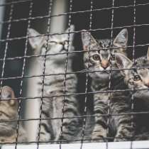 Клепа, Уля и Анфиса, очаровательные котята в дар, в Москве