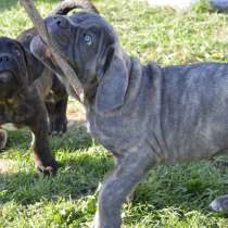 Кане корсо щенки, в Москве