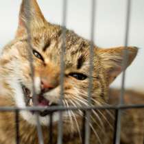 Ласковая Сицилия мечтает стать вашей любимицей, в Москве