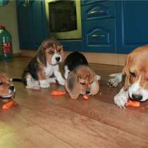 Бигль Майком, в Майкопе