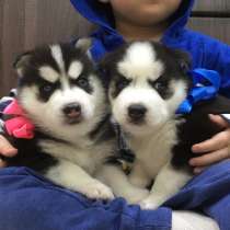 Черно-белые голубоглазые щеночки Хаски !!!!, в Саранске