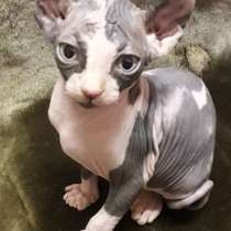 Эльфики котята, в Москве