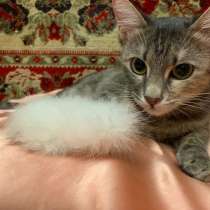 Домашняя, уютная кошка Шанель в добрые руки, в г.Москва