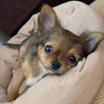 Продается щенок Чихуахуа мальчик, в Краснодаре