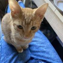 Продам котёнка, в Калуге