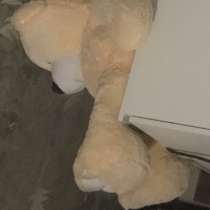 Мишка, в Калуге