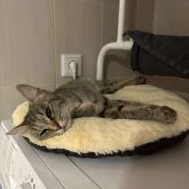 Кошка Маруся ищет любящих хозяев!, в Новосибирске