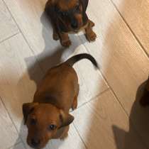 Щенки, в Ставрополе