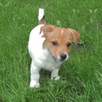 Джек расел Магнитогорск, в Магнитогорске