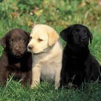 Лабрадор Мурманск, в Мурманске