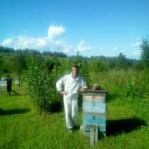 Продам пчёлопакеты, в Барнауле