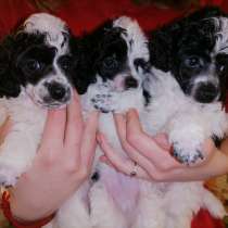 Harlequin Poodle, в Нижнем Тагиле