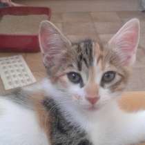 Домашние котята, меняют судьбу и ауру в доме к лучшему, в Севастополе