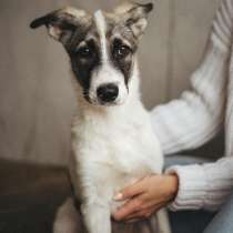 Прекрасная Алиса ищет дом!, в Москве