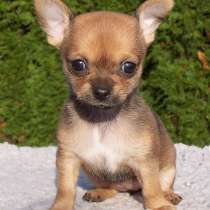 Чихуахуа Сургут, в Сургуте