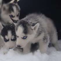 Девочки голубоглазые и мальчики голубоглазые, в Москве