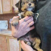 Йоркширский терьер, в Уссурийске